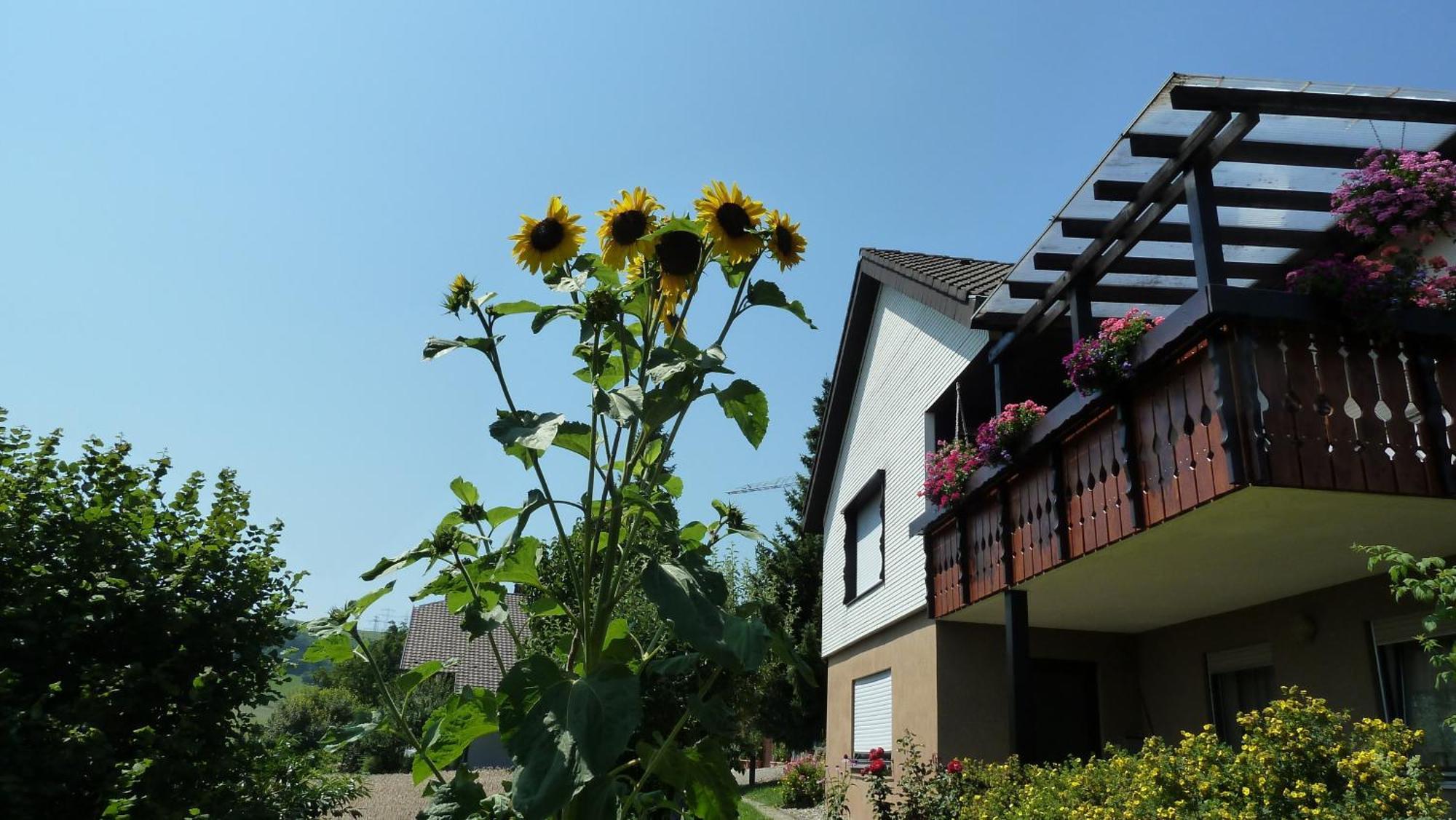 Blumenwiese Weilheim Exterior foto